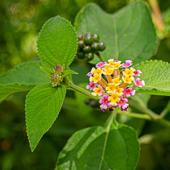 Lantana