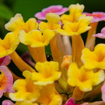 Lantana