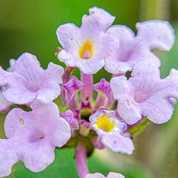 Lantana