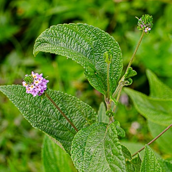 Lantana trifolia, com inflorescências de coloração rosa, branco e amarelo.