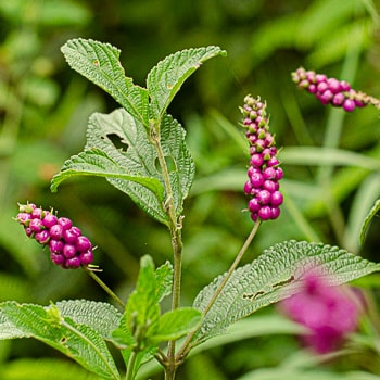 Lantana