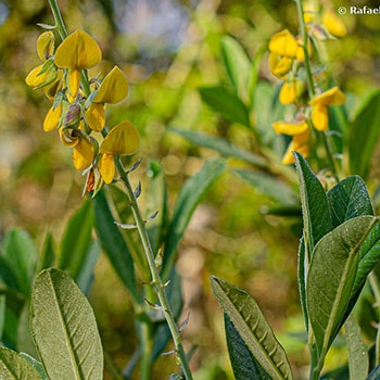 Crotalaria spectabilis