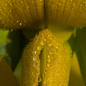 Crotalaria spectabilis