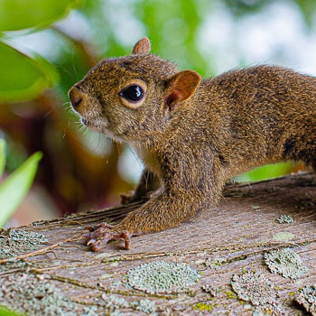 Sciurus aestuans