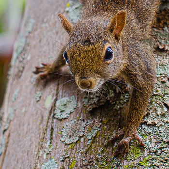 Sciurus aestuans