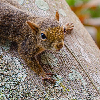 Sciurus aestuans