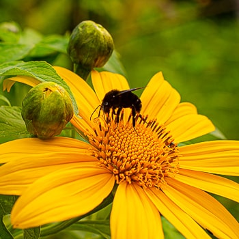 Tithonia diversifolia