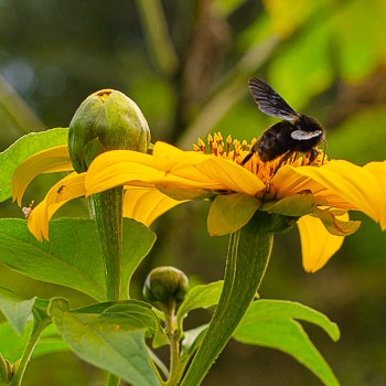 Tithonia diversifolia