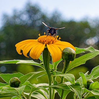 Tithonia diversifolia