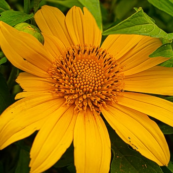 Tithonia diversifolia