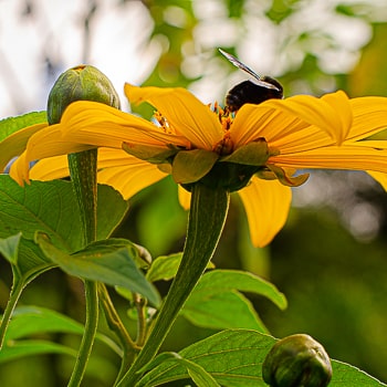 Tithonia diversifolia