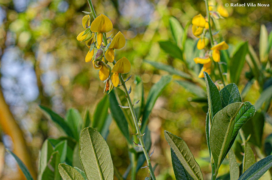 Crotalária spectabilis
