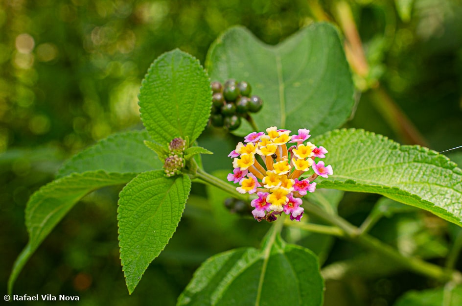 Lantana camara