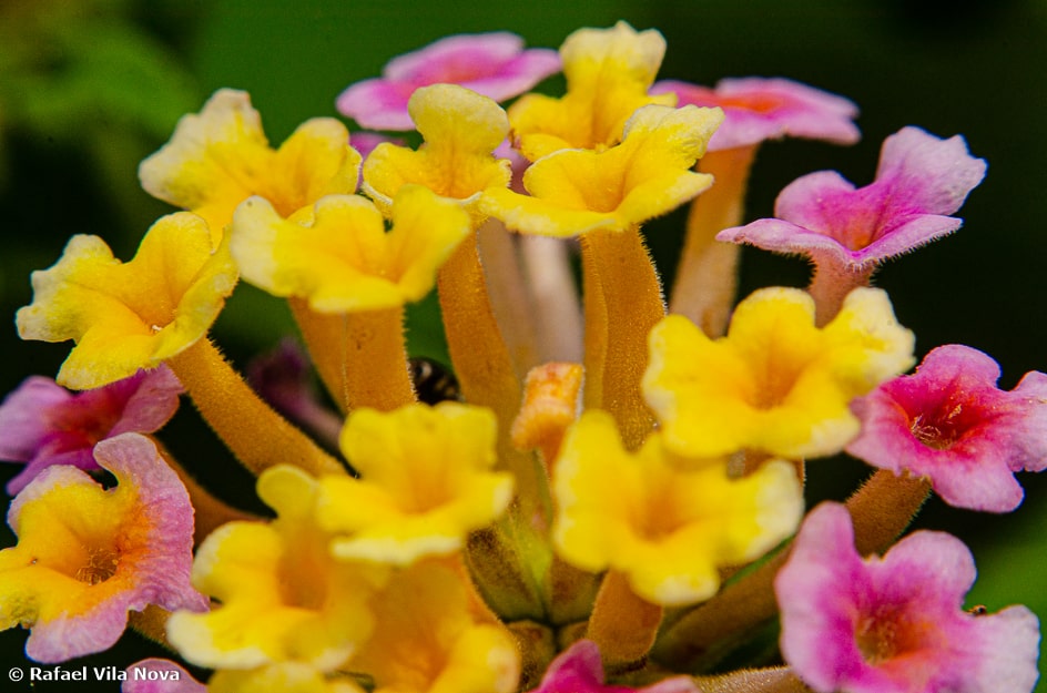 Lantana camara