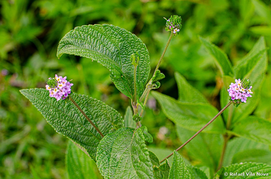 Lantana trifolia