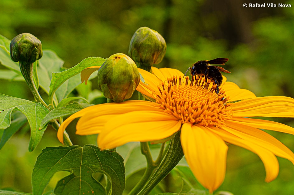 Tithonia diversifolia