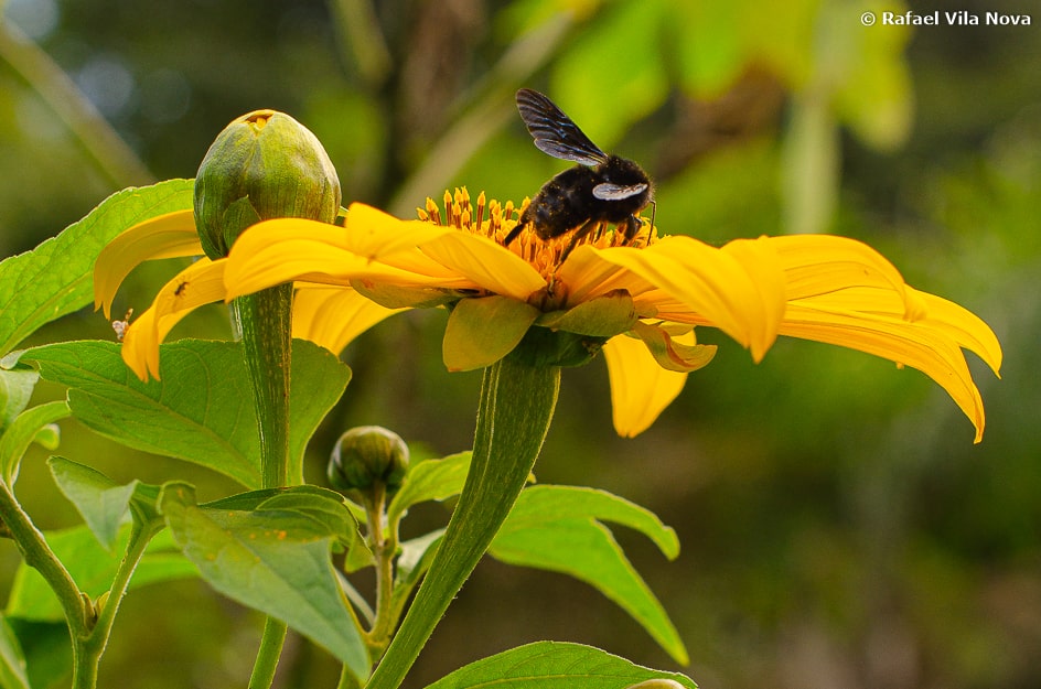 Tithonia diversifolia