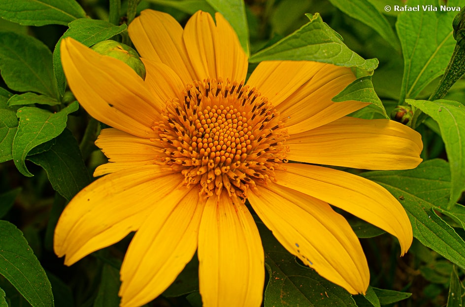 Tithonia diversifolia