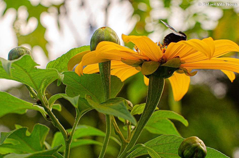 Tithonia diversifolia